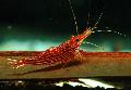 Aquarium Freshwater Crustaceans Red Line Shrimp, Caridina striata, red Photo, care and description, characteristics and growing