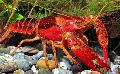 Red Swamp Crayfish care and characteristics