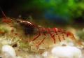 Aquarium Freshwater Crustaceans Red Tiger Shrimp, Caridina sp. Red Tiger, red Photo, care and description, characteristics and growing