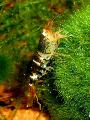 Aquarium Freshwater Crustaceans Serrata Shrimp, Caridina Serrata, black Photo, care and description, characteristics and growing