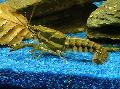 Sly Crayfish  Photo, characteristics and care