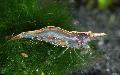 Aquarium Freshwater Crustaceans Sri Lanka Dwarf Shrimp, Caridina Simoni Simoni, green Photo, care and description, characteristics and growing