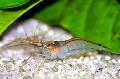 Yellow Nose Shrimp care and characteristics