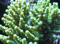 Aquarium Acropora, green Photo, care and description, characteristics and growing
