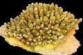 Aquarium Acropora, yellow Photo, care and description, characteristics and growing