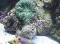 Akvarium Actinodiscus sopp, grønn Bilde, omsorg og beskrivelse, kjennetegn og voksende