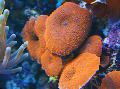 Akvarij Actinodiscus gljiva, crvena Foto, briga i opis, karakteristike i uzgoj