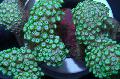 Aquarium Alveopora Koraal, groen foto, zorg en beschrijving, karakteristieken en groeiend