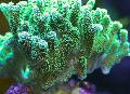 Akvarium Birdsnest Coral, Seriatopora, grøn Foto, pleje og beskrivelse, egenskaber og voksende