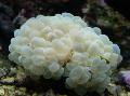 Aquarium Bubble Coral, Plerogyra, white Photo, care and description, characteristics and growing