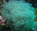 Aquarium Bubble Coral, Plerogyra, light blue Photo, care and description, characteristics and growing