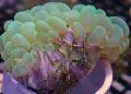 Aquarium Bubble Coral, Plerogyra, green Photo, care and description, characteristics and growing