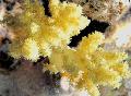 Akvarium Nellike Træ Koral, Dendronephthya, gul Foto, pleje og beskrivelse, egenskaber og voksende