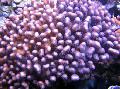 Cauliflower Coral care and characteristics