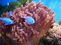 Aquarium Colt Korallen, Cladiella, braun Foto, kümmern und Beschreibung, Merkmale und wächst