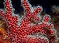 Akvárium Žrebček Húb (Morské Prsty), Alcyonium, červená fotografie, starostlivosť a popis, vlastnosti a pestovanie