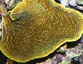 Akvaario Kuppi Koralli (Pagodi Koralli), Turbinaria, ruskea kuva, hoito ja tuntomerkit, ominaisuudet ja viljely