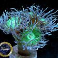 Akvárium Duncan Koralov, Duncanopsammia axifuga, zelená fotografie, starostlivosť a popis, vlastnosti a pestovanie