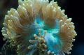 Aquarium Elegance Coral, Wonder Coral, Catalaphyllia jardinei, yellow Photo, care and description, characteristics and growing