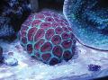 Aquarium Favia, purple Photo, care and description, characteristics and growing