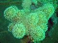 Akvárium Prst Kože Koralov (Diablova Ruka Koralov), Lobophytum, zelená fotografie, starostlivosť a popis, vlastnosti a pestovanie