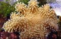 Akvárium Prst Kože Koralov (Diablova Ruka Koralov), Lobophytum, hnedý fotografie, starostlivosť a popis, vlastnosti a pestovanie