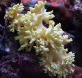 水族館 指レザーサンゴ（悪魔の手のサンゴ）, Lobophytum, 黄 フォト, ケア と 説明, 特性 と 成長