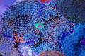 Akvaario Floridian Levy, Ricordea florida, sininen kuva, hoito ja tuntomerkit, ominaisuudet ja viljely