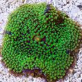 Aquarium Floridian Scheibe, Ricordea florida, grün Foto, kümmern und Beschreibung, Merkmale und wächst