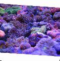 Aquarium Floridian Disc, Ricordea florida, purple Photo, care and description, characteristics and growing