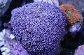 Aquarium Flowerpot Coral, Goniopora, purple Photo, care and description, characteristics and growing