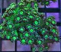 Aquarium Flowerpot Coral, Goniopora, green Photo, care and description, characteristics and growing