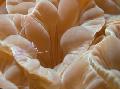 Aquarium Fox Coral (Ridge Coral, Jasmine Coral), Nemenzophyllia turbida, brown Photo, care and description, characteristics and growing