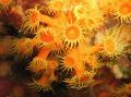 Golden Zoanthid  polyp Photo, characteristics and care