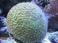 Aquarium Goniastrea, green Photo, care and description, characteristics and growing