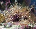 Aquarium Groene Ster Poliep clavularia, Pachyclavularia, bruin foto, zorg en beschrijving, karakteristieken en groeiend