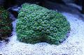 Aquarium Honeycomb Coral, Diploastrea, green Photo, care and description, characteristics and growing