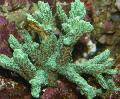 Horn Coral (Furry Coral) care and characteristics