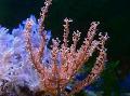 Aquarium Knorrigen Seegestänge gorgonien, Eunicea, braun Foto, kümmern und Beschreibung, Merkmale und wächst