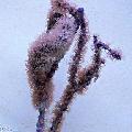 Акваріум Еуніцея морські пера, Eunicea, фіолетовий Фото, догляд і опис, характеристика і зростаючий