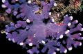 Akvárium Csipke Stick Korall hydroid, Distichopora, lila fénykép, gondoskodás és leírás, jellemzők és növekvő