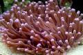 Aquarium Large-Tentacled Plate Coral (Anemone Mushroom Coral), Heliofungia actiniformes, brown Photo, care and description, characteristics and growing