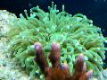 Aquarium Large-Tentacled Plate Coral (Anemone Mushroom Coral), Heliofungia actiniformes, green Photo, care and description, characteristics and growing