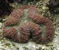 Aquarium Lobed Brain Coral (Open Brain Coral), Lobophyllia, brown Photo, care and description, characteristics and growing
