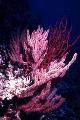 Akvaario Menella meriviuhkoja, vaaleanpunainen kuva, hoito ja tuntomerkit, ominaisuudet ja viljely