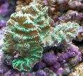 Aquarium Merulina Coral, green Photo, care and description, characteristics and growing