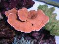 Aquarium Montipora Colored Coral, red Photo, care and description, characteristics and growing