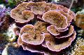 Aquarium Montipora Colored Coral, brown Photo, care and description, characteristics and growing