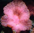 Aquarium Owl Eye Coral (Button Coral), Cynarina lacrymalis, pink Photo, care and description, characteristics and growing
