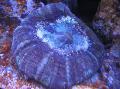 Aquarium Owl Eye Coral (Button Coral), Cynarina lacrymalis, purple Photo, care and description, characteristics and growing